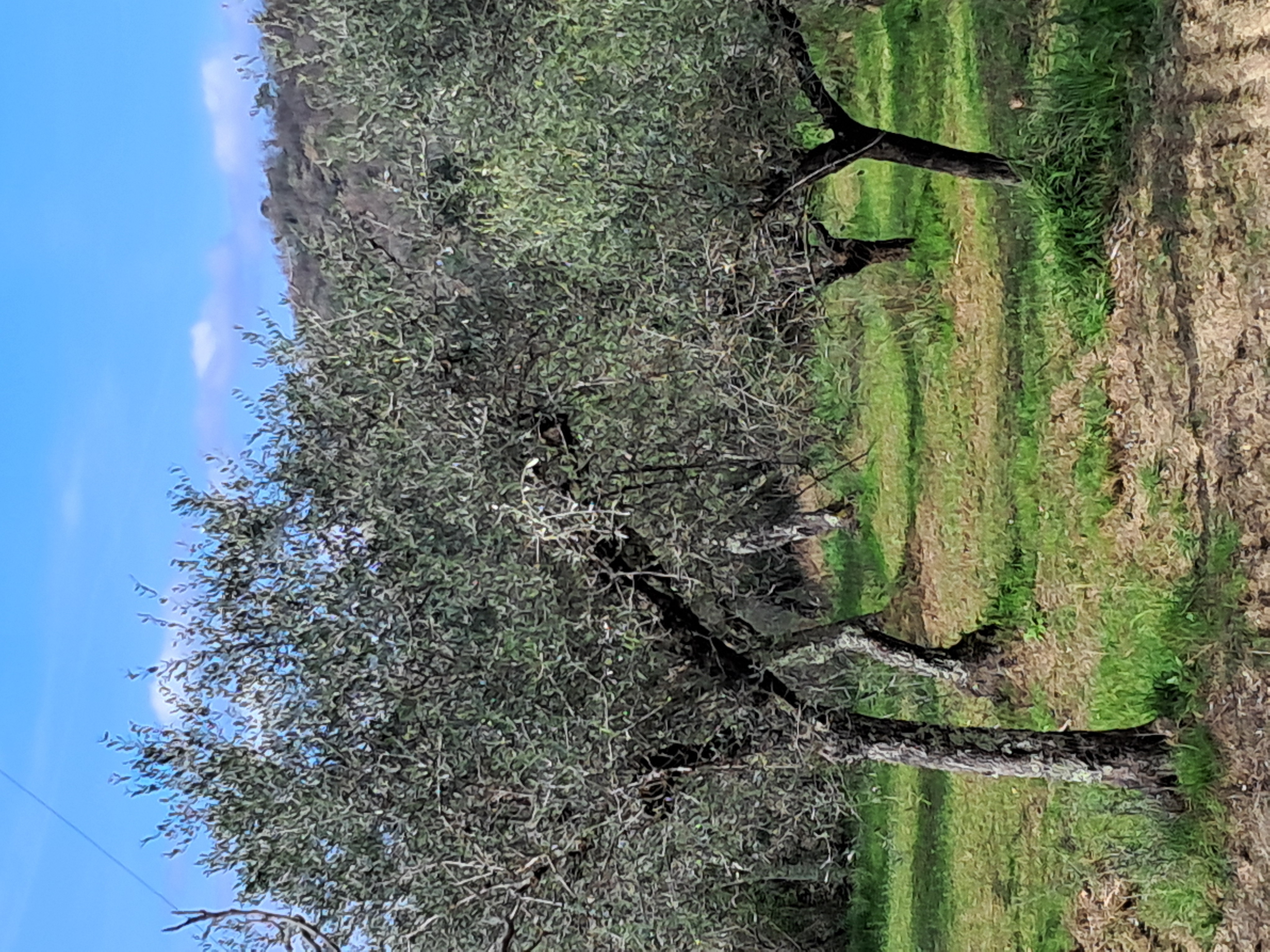 Campi ed Ulivi appartamento vacanze Il Grottino di Sarzana